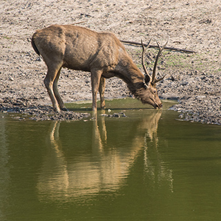 Bandhavgarh - Sambar deer